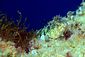 Lizardfish